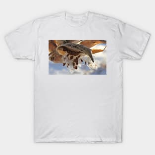 Milkweed Seed Pods in Winter T-Shirt